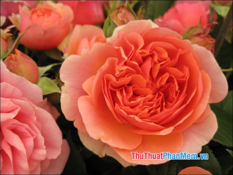Hoa hồng Sempervirens - 4
