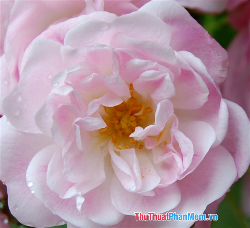 Hoa hồng Sempervirens - 5