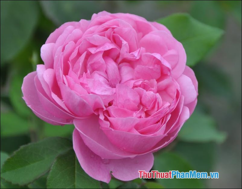 Hoa hồng trà Etoile de Lyon - 1