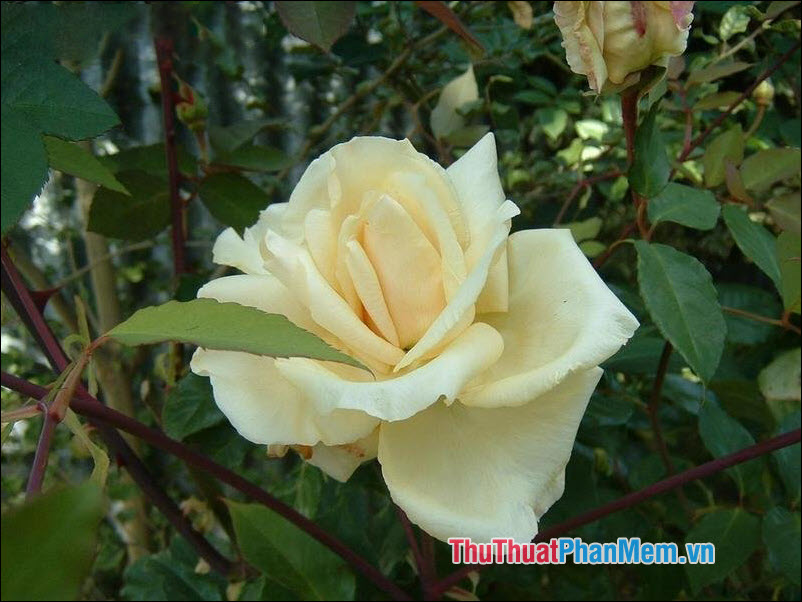 Hoa hồng trà Etoile de Lyon - 4