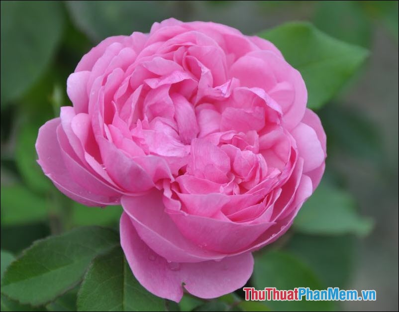 Hoa hồng trà Etoile de Lyon - 5