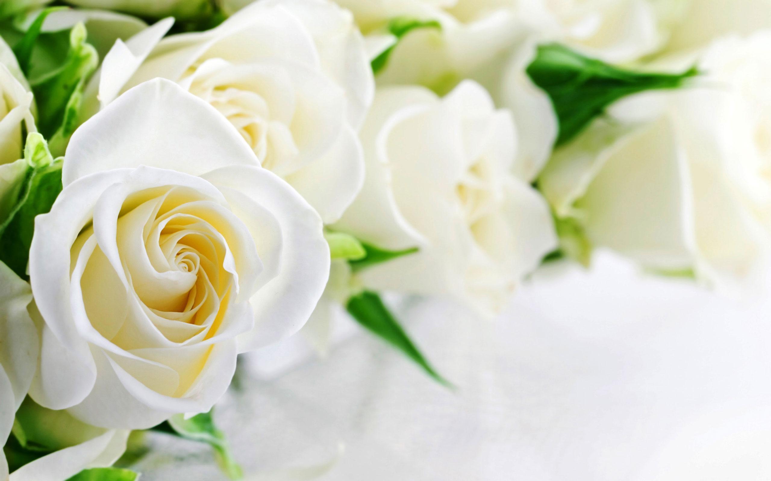 Hoa hồng trắng background