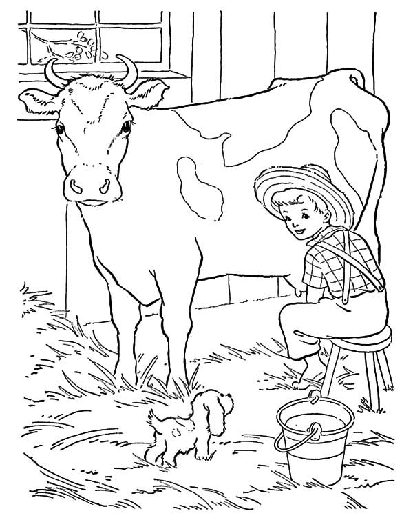 Tranh tô màu con bò lấy sữa