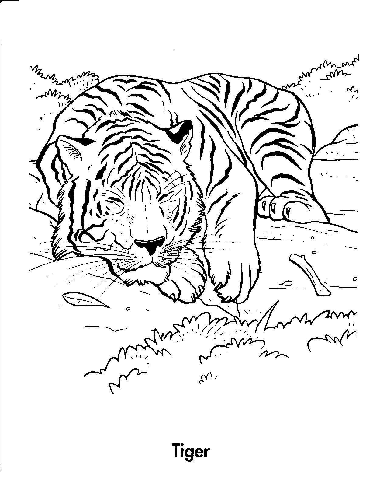Tranh tô màu con hổ gối đầu ngủ