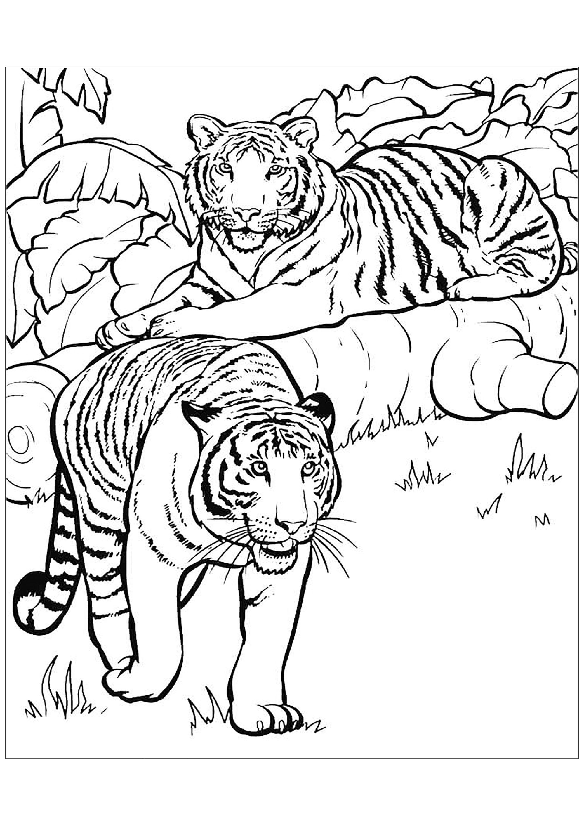 Tranh tô màu hai con hổ rất đẹp