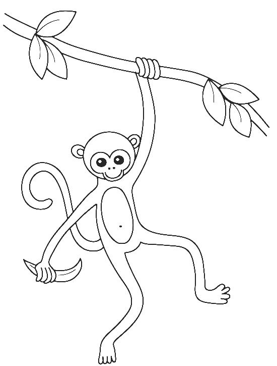 Tranh tô màu khỉ đuôi dài