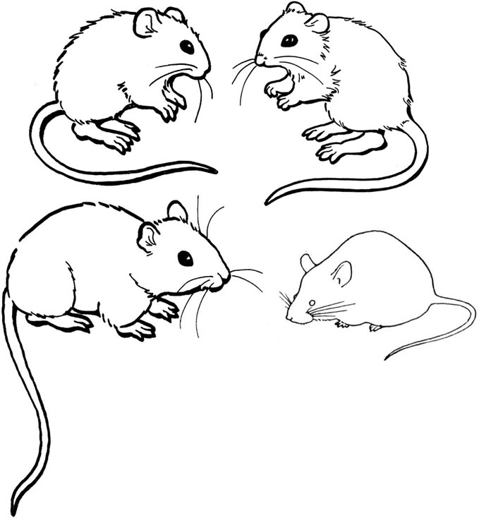 Tranh tô màu những chú chuột