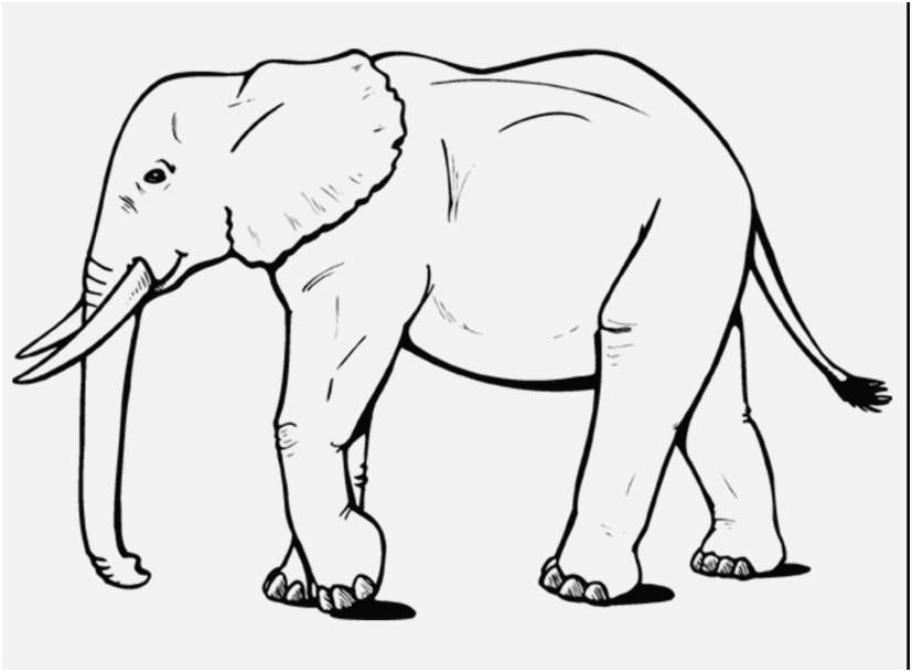 Tranh tô màu voi chân dài cực đẹp
