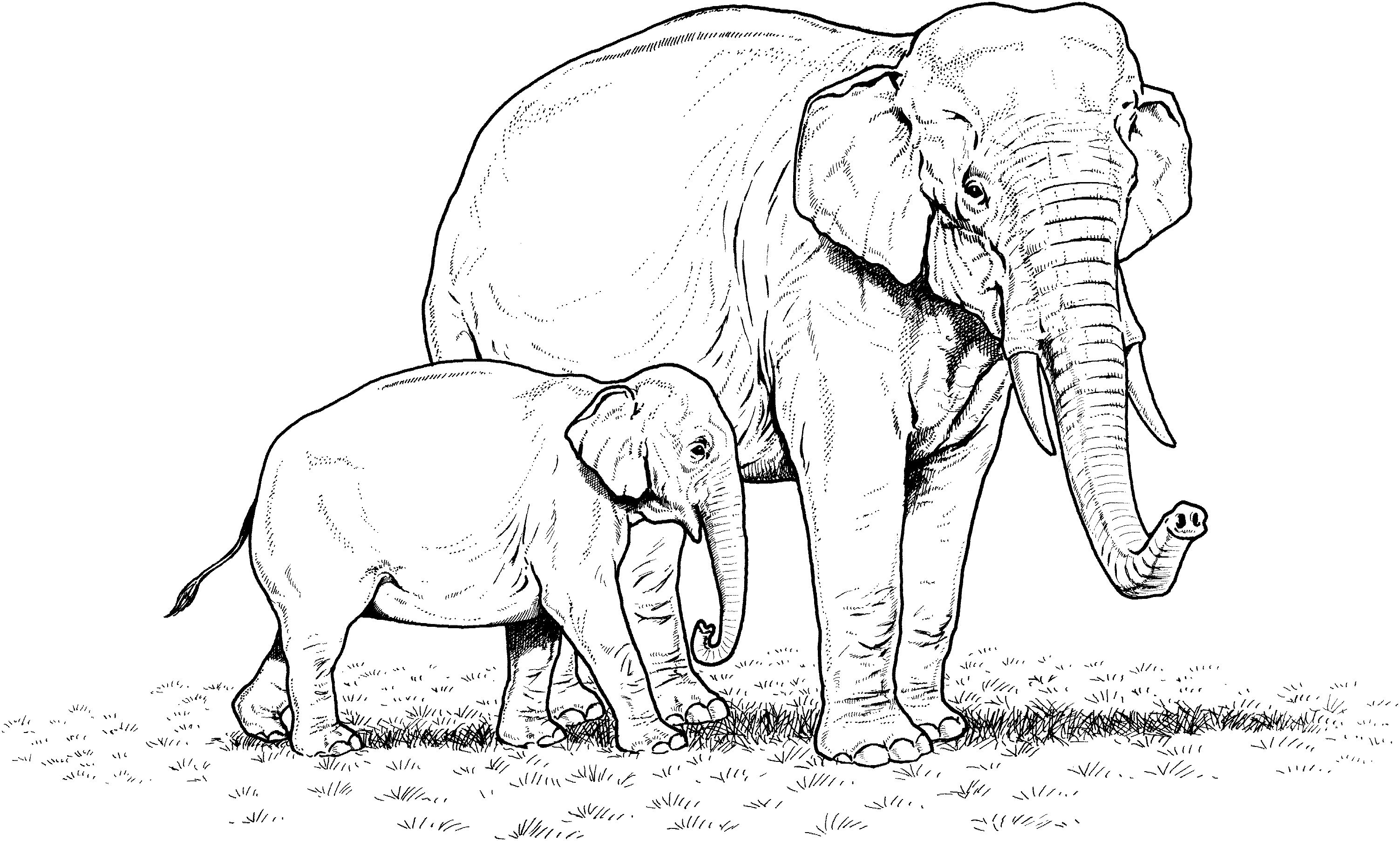 Tranh tô màu voi lớn voi bé rất đẹp