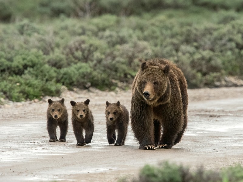 Gấu xám mẹ và các con