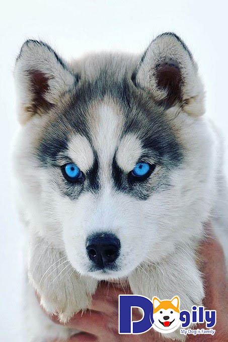 Hình ảnh chó Husky con có đôi mắt xanh
