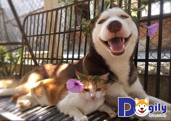 Hình ảnh chó Husky hài hước - hình ảnh chó mèo dễ thương