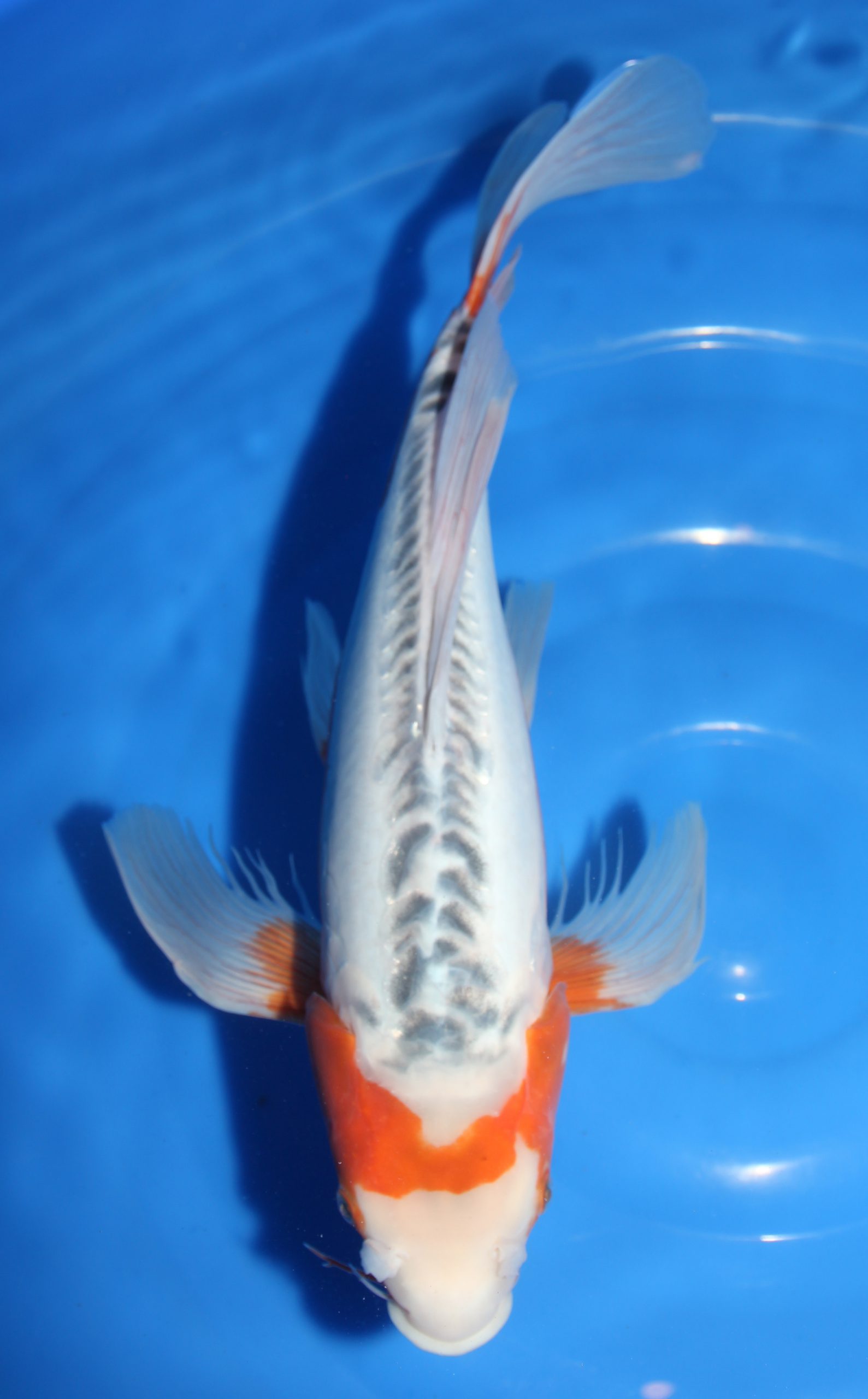 Cá koi bướm - Longfin Shusui size 44-cm-375