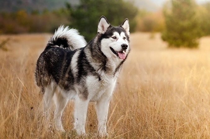 Hình ảnh chó Husky cute