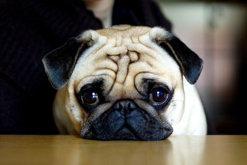 Hình ảnh chó buồn đáng yêu nhất