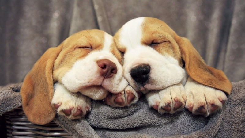 Những hình ảnh chó ngủ đáng yêu