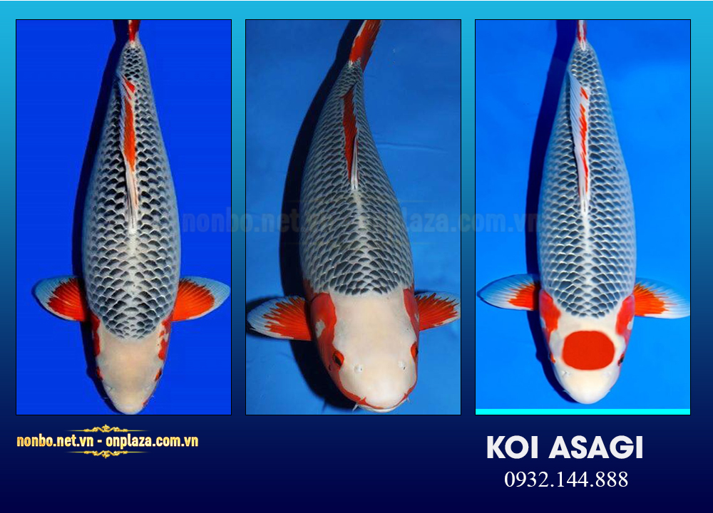 Cá koi Asagi