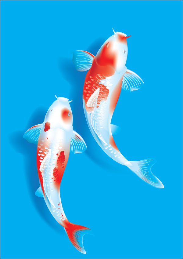 Cá Koi giàu tính trang trí, mang ý nghĩa phong thủy đặc biệt