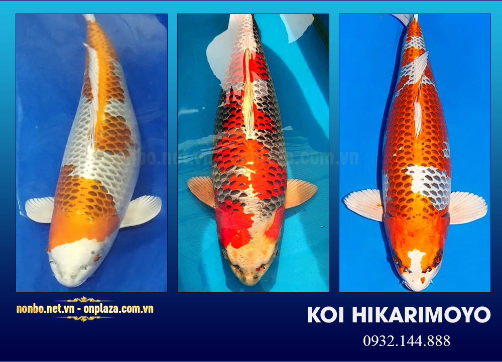 Cá koi Hikarimoyo