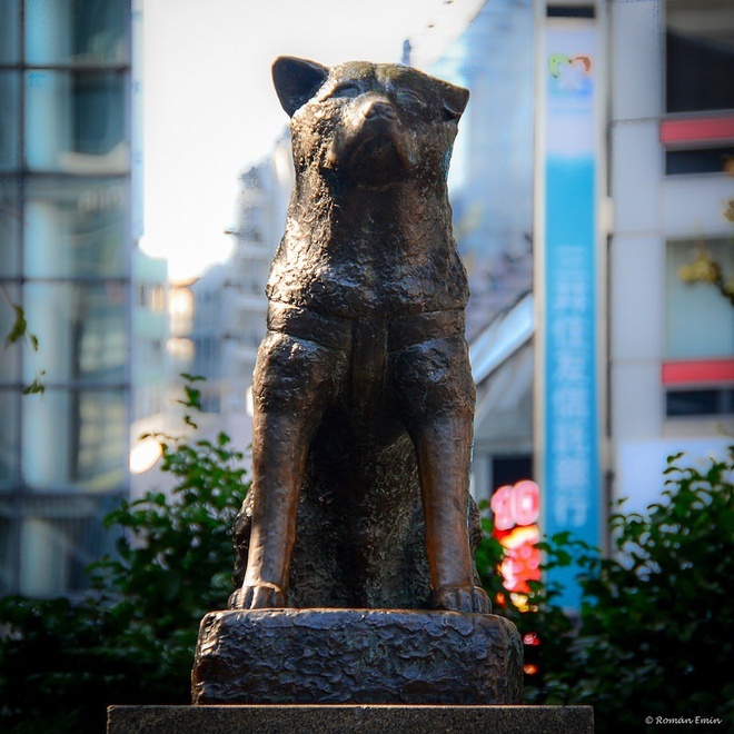  
Hình ảnh bức tượng chú chó Hachiko trước nhà ga Shibuya, hiện Tokyo kêu gọi người dân không đeo khẩu trang cho tượng chó Hachiko. (Nguồn ảnh: Roman Emin)