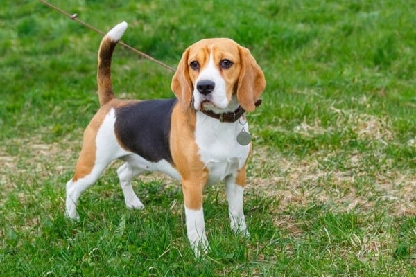 chó Beagle rất đáng yêu