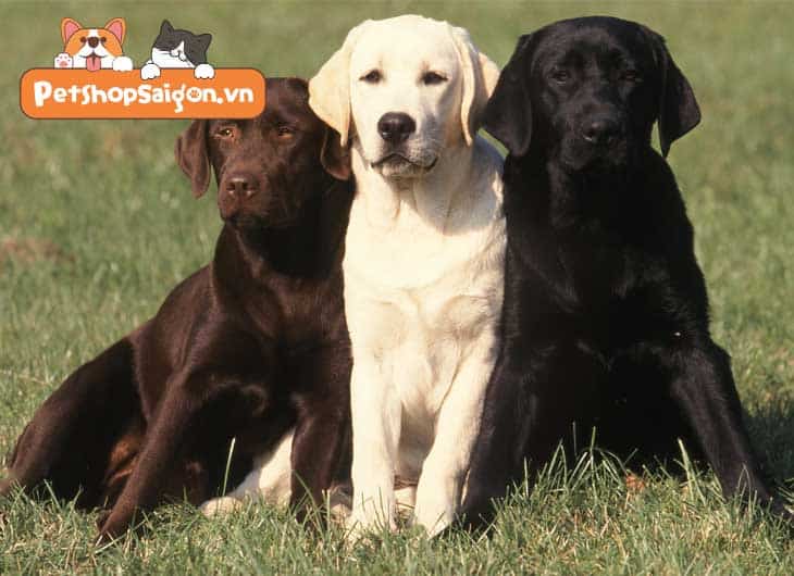 Chó Labrador nặng bao nhiêu kg
