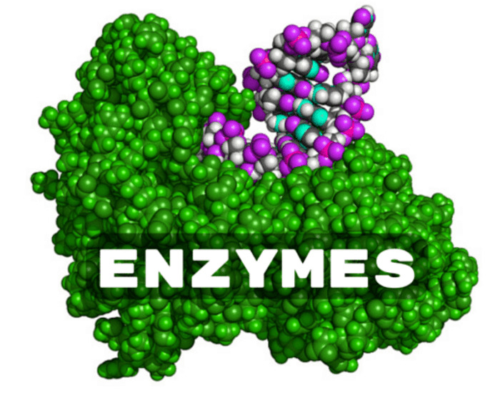 Enzyme là gì?