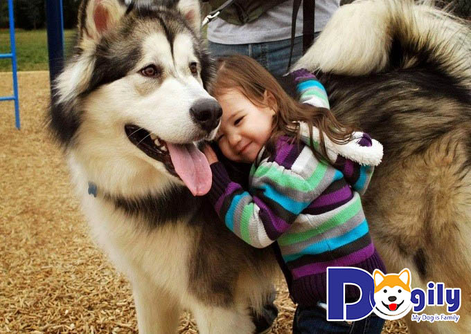 hình ảnh của chó Husky thân thiện với trẻ con