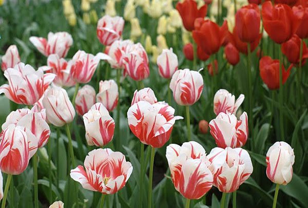 Hình Ảnh Hoa Tulip Đẹp 5
