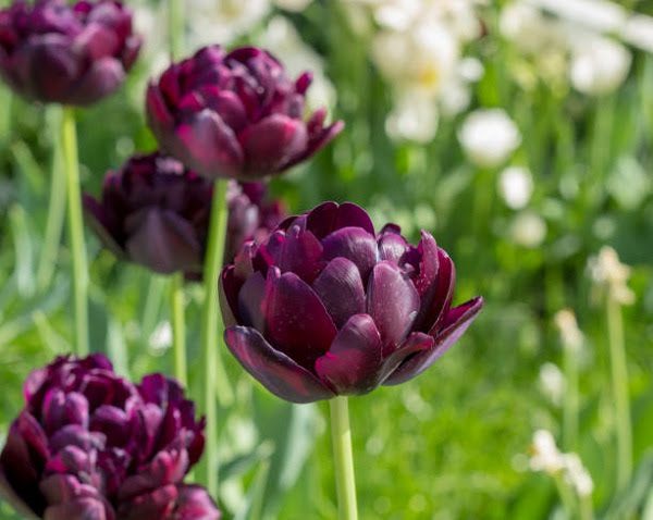 Hình Ảnh Hoa Tulip Đẹp 9