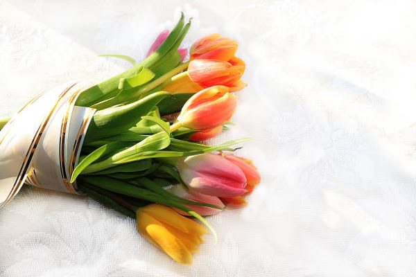 Tulip Các Nhà Khoa Học Đã Chỉ Ra Rằng Hoa Tulip Có Rất Nhiều Lợi Ích Tốt Cho Sức Khỏe